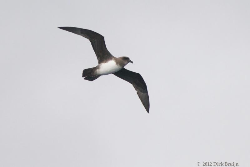 2012-04-21_18-21-56 (1).jpg - Atlantic Petrel  , Scotia Sea